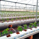 Cucumber seedlings in coir substrate