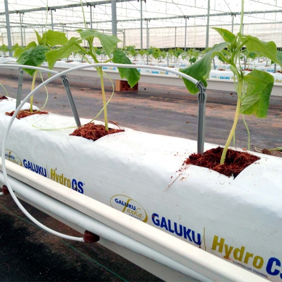 Cucumber Farming | Planter Bags and Grow Bags | Galuku