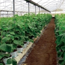 Cucumbers growing in Galuku Easyfil Coir Substrate