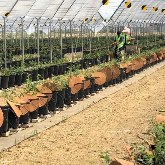 distributing weedmats to blueberry pots