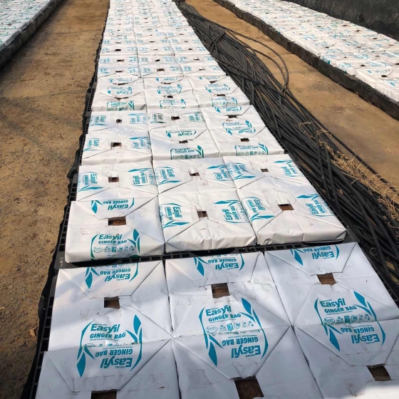 Easyfil Ginger Planterbags Preparation