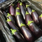 Aubergine/Eggplant Farming Harvest