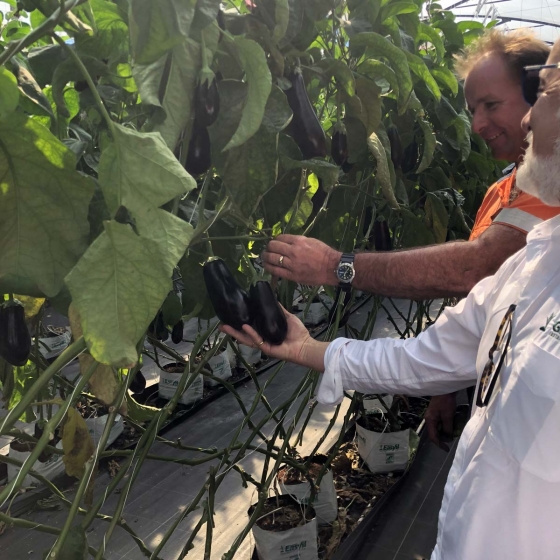 Aubergines/Eggplants in Easyfil Planterbags