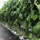 Aubergines/Eggplants in Easyfil Planterbags