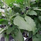 Aubergines/Eggplants in Easyfil Planterbags