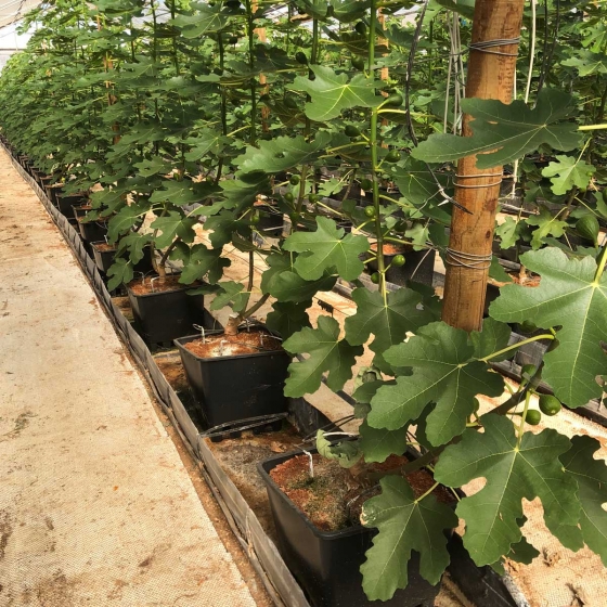figs in coir substrate