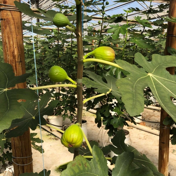 figs growing in coir
