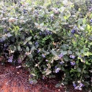 Fruiting blueberries in Easyfil Big Berry Bag