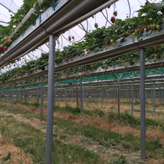Strawberries in Haygrove gutters