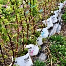 Long Cane Raspberries in Easyfil Planterbags