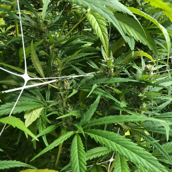 Cannabis growing in Galuku Coir
