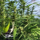 Cannabis growing in Galuku Coir