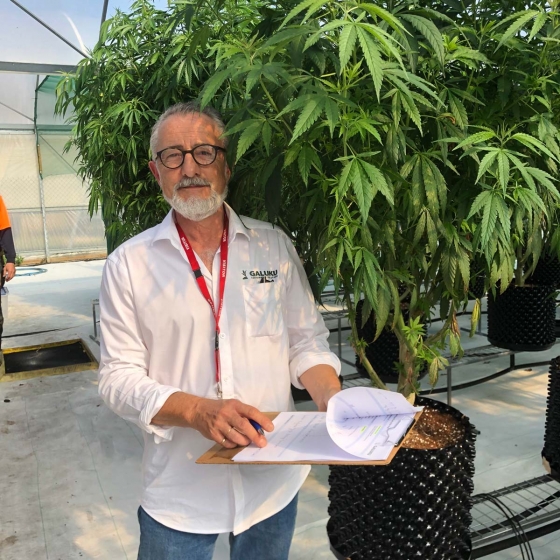 cannabis growing in coir substrate