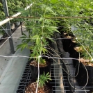 Cannabis growing in Galuku Coir