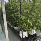 Cannabis growing in Easyfil Planterbags