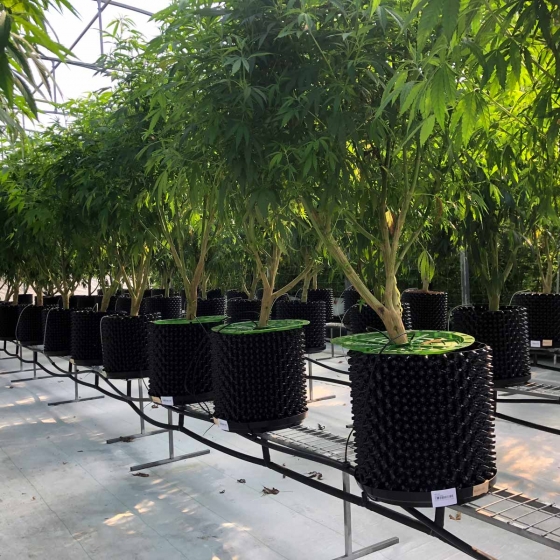Cannabis growing in Galuku Coir in Pots