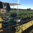 Picking cart for bench-top strawberries