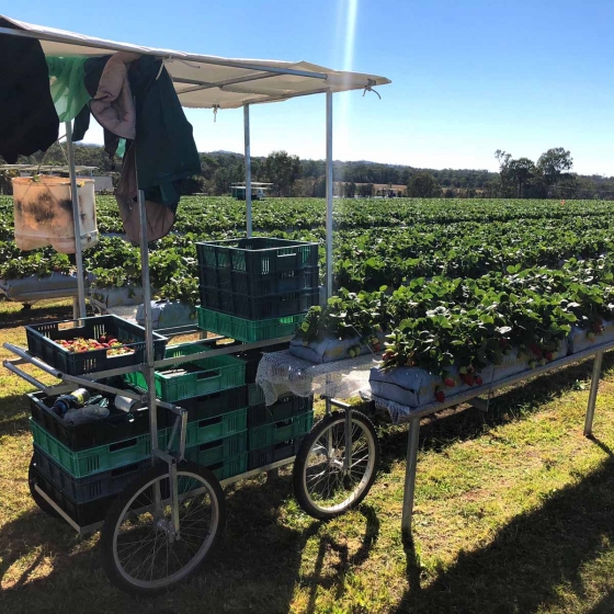 Strawberry Farming Coco Coir Grow Bags Galuku   Picking Cart For Benchtop Strawberries 560x560 