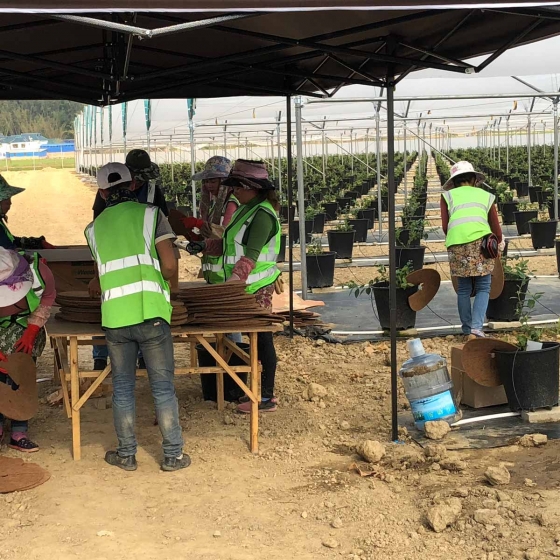 distributing weedmats