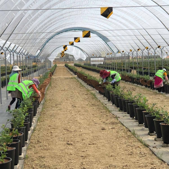 placing weedmats in pots