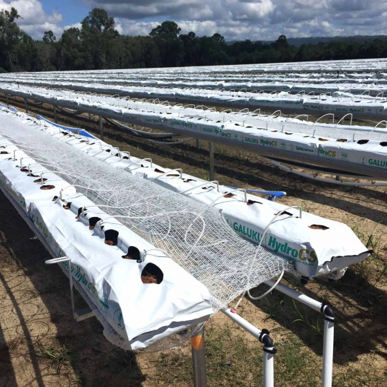 preparing Galuku strawberry growbags