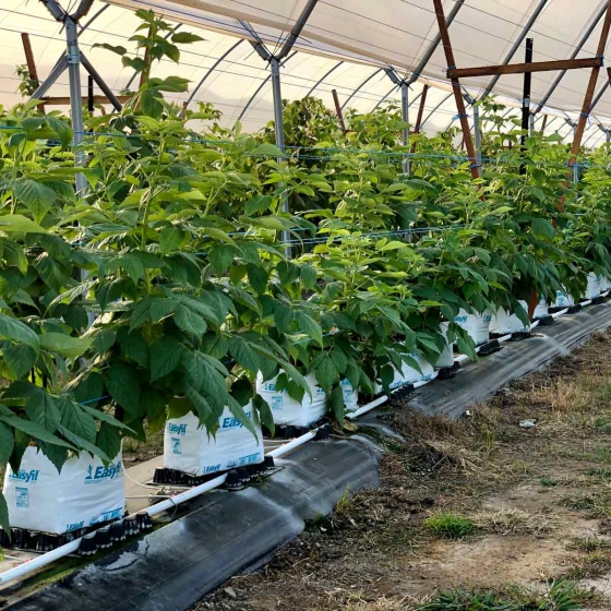 Rasperries in Haygrove Tunnels