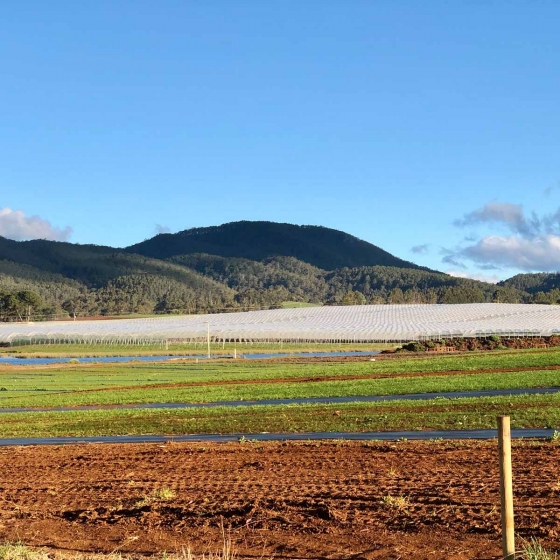 Raspberries Hillwood