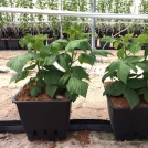 Raspberries in Plantlogic Drainage Collection Pots