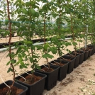 Raspberries in Plantlogic Drainage Collection Pots