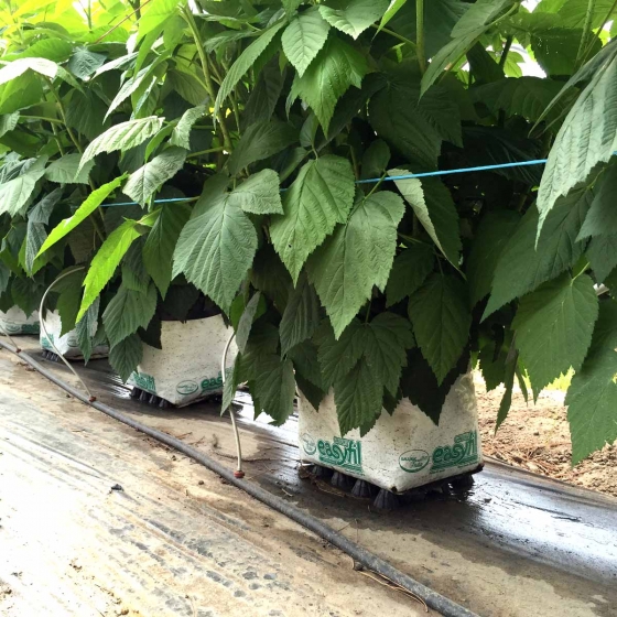 Raspberries in Easyfil Planter Bags