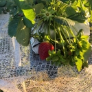 Strawberries on gutters