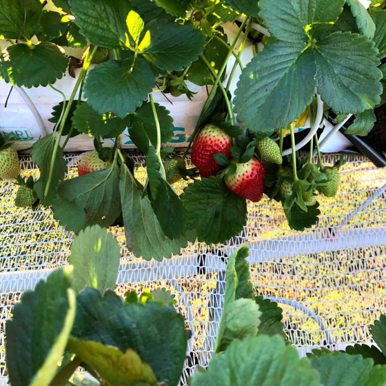 strawberries grown on gutters