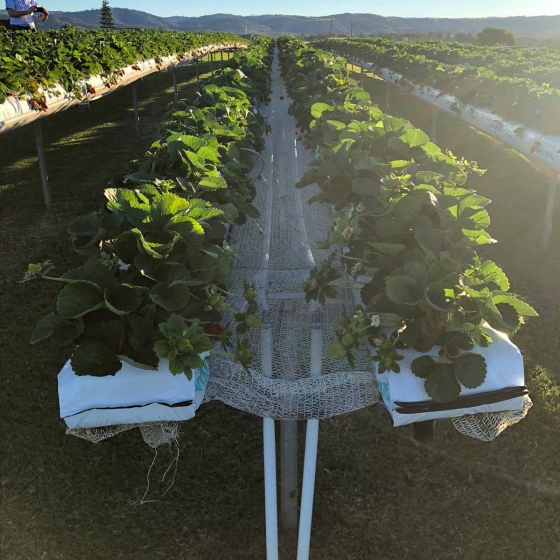 strawberries growing on gutters