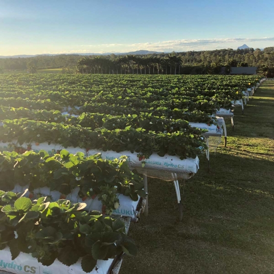 strawberry farming in gutters