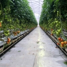 Tomatoes in Galuku Growbags Mexico