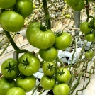 Tomatoes growing in Mexico