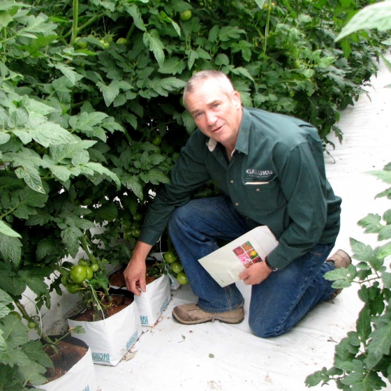 Tomatoes growing in Easyfil Planterbags, Africa