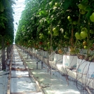 Tomatoes growing in Easyfil Planterbags, Mexico