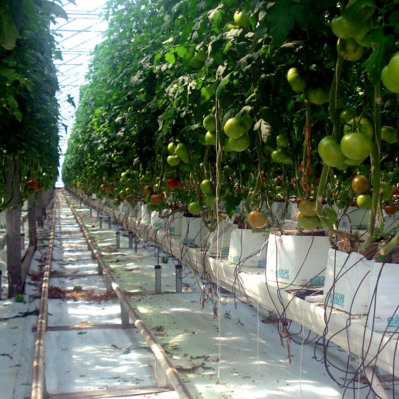 Tomatoes growing in Easyfil Planterbags, Mexico