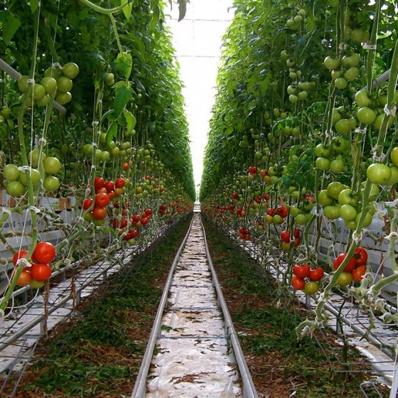 Tomatoes in Galuku Growbags