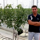 Tomato farming in Turkey