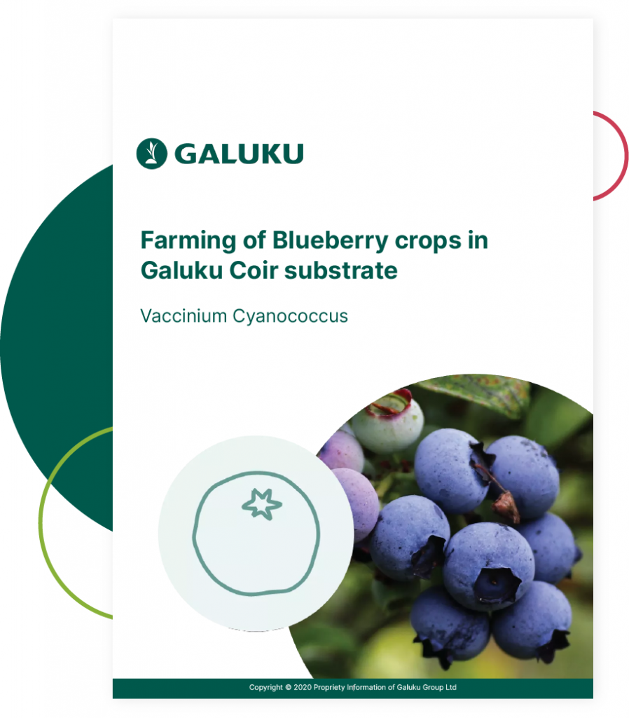 Blueberry Growing Guide - Coir Substrates For Above-Ground Growing