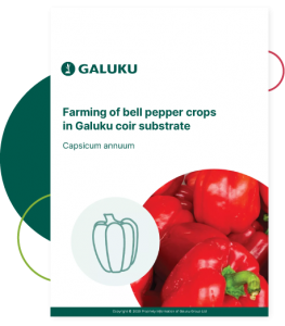 Farming Bell Peppers in Galuku Coir Substrate