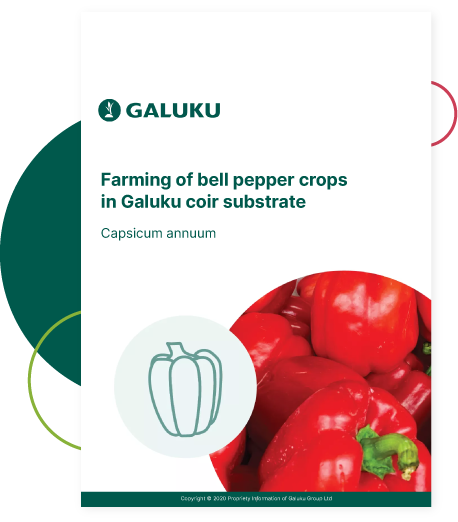 Farming Bell Peppers in Galuku Coir Substrate