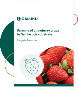 strawberry-cover2x-copy