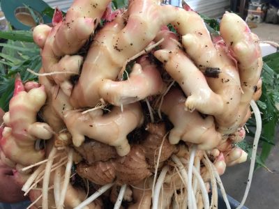 Ginger crop grown in Glasshouse Mountains Australia