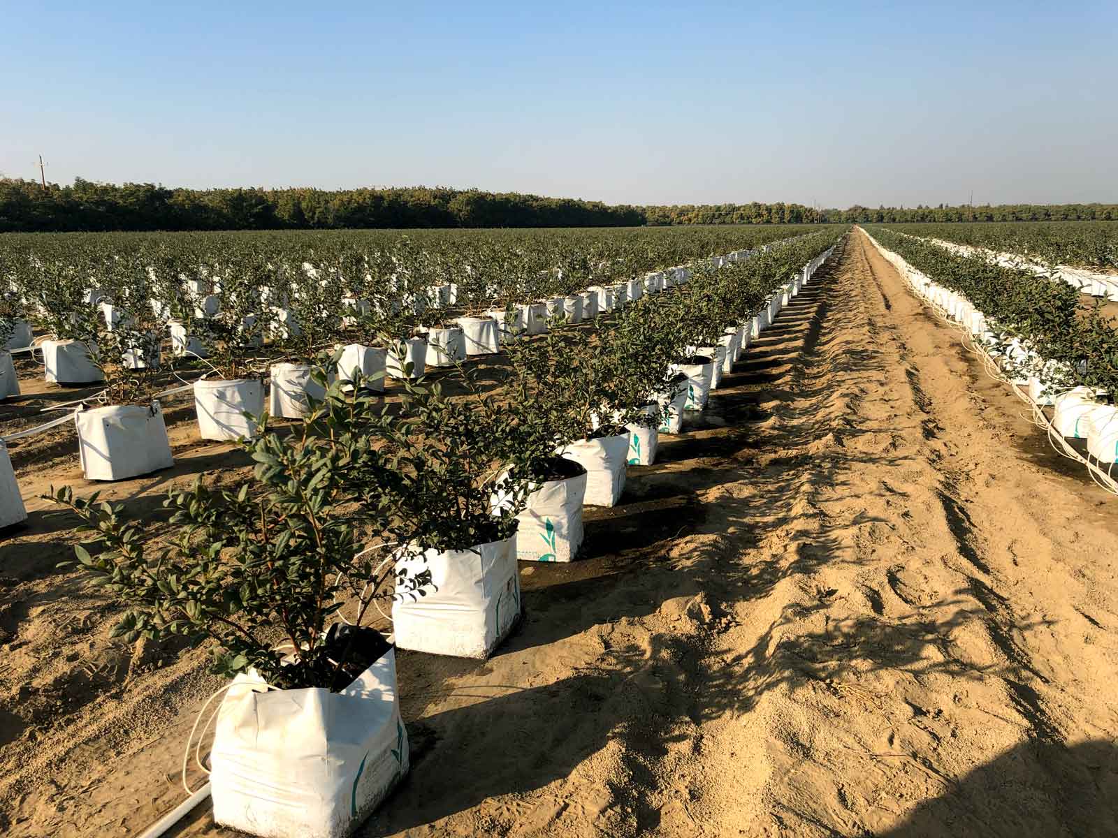 arándanos que crecen en fibra de coco