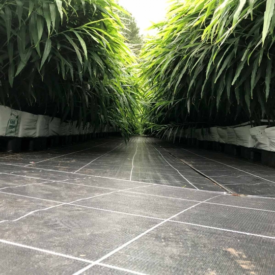 Ginger growing in easyfil planterbags