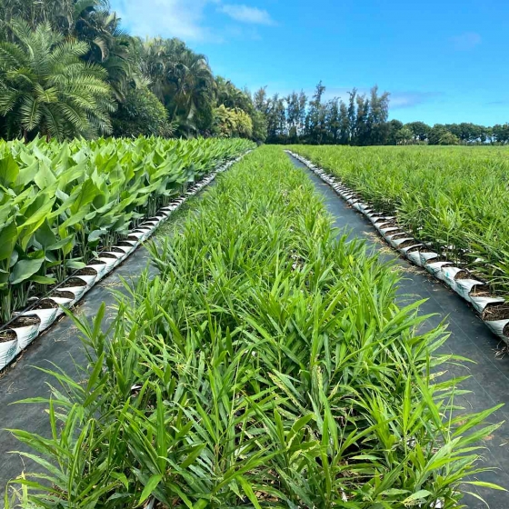ginger growing in Hawaii