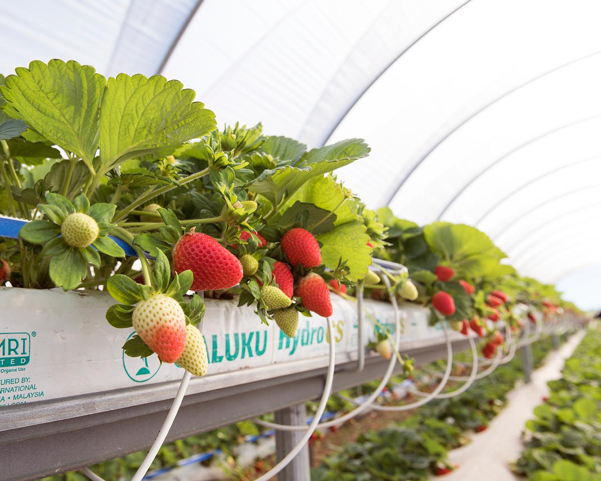 Strawberries growing in gutters with tunnels